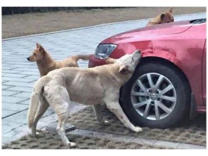 perro3