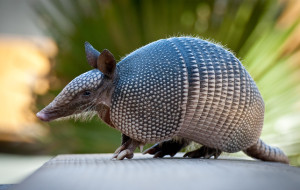 armadillo