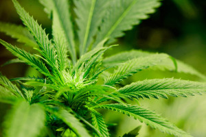 marihuana