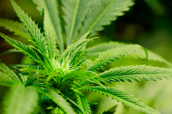 marihuana