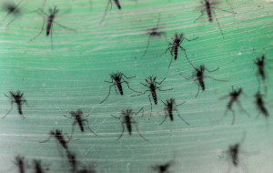 mosquitos