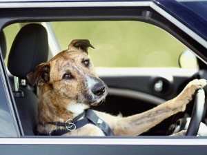 perro