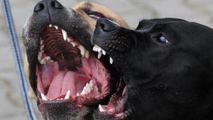 pitbulls