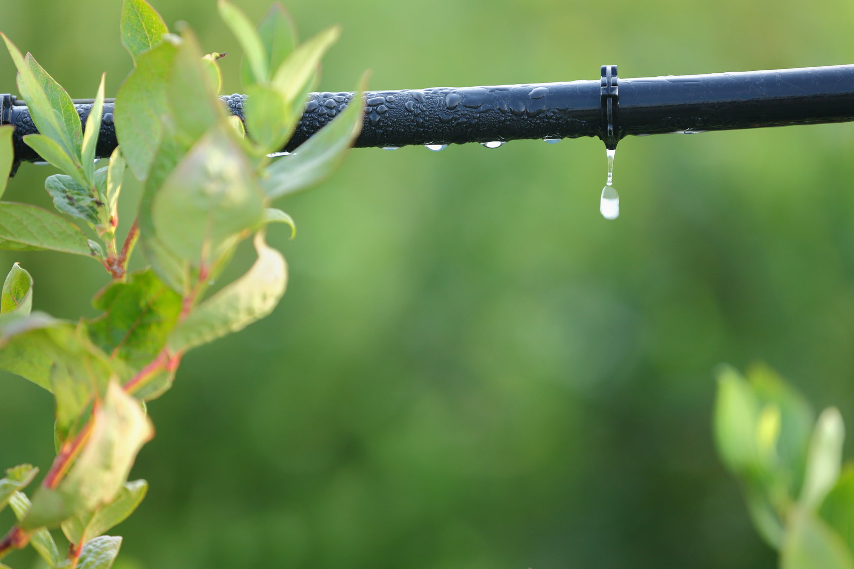 Drip Irrigation System Close Up