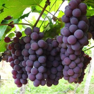 uvas israel
