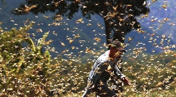 plaga-de-langostas
