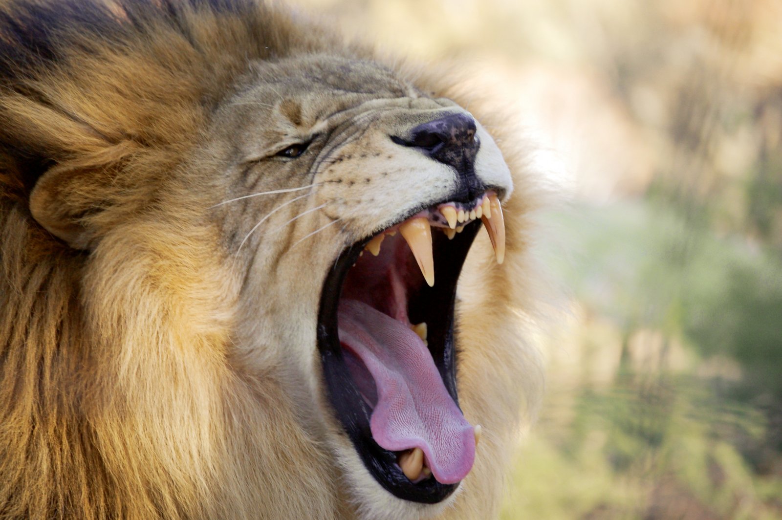 leones-grandes-felinos