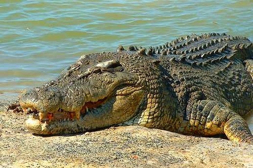 cocodrilo