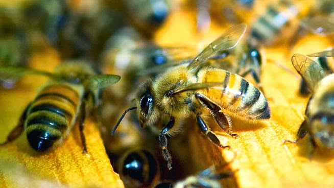 abeja