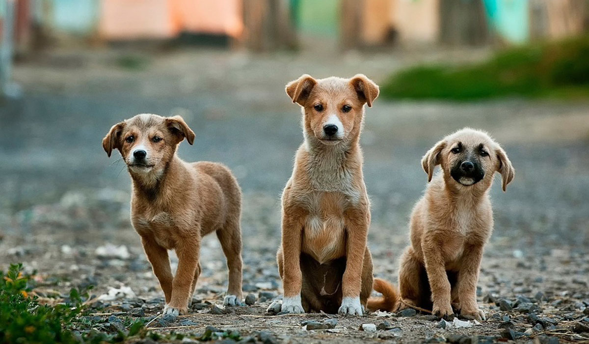 perro