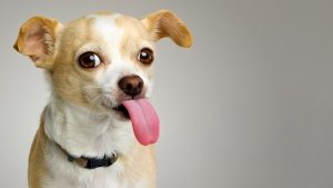 perro