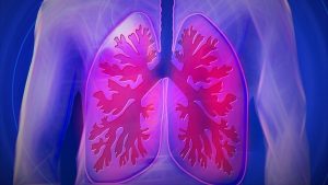 Pulmones