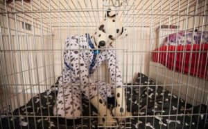 Dalmata