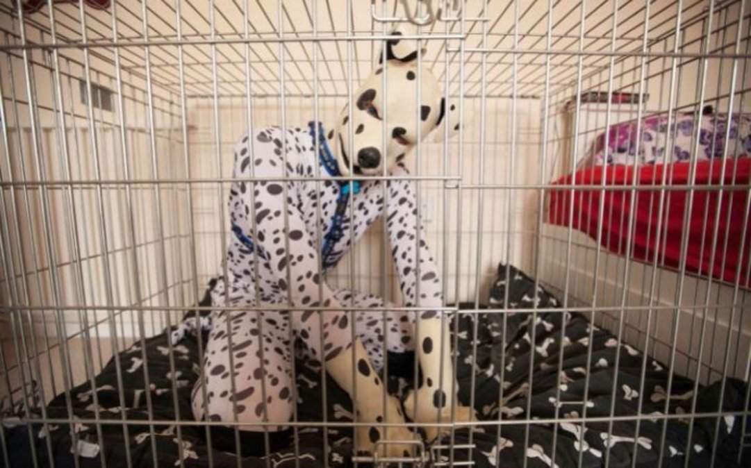 Dalmata