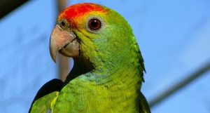 Loro