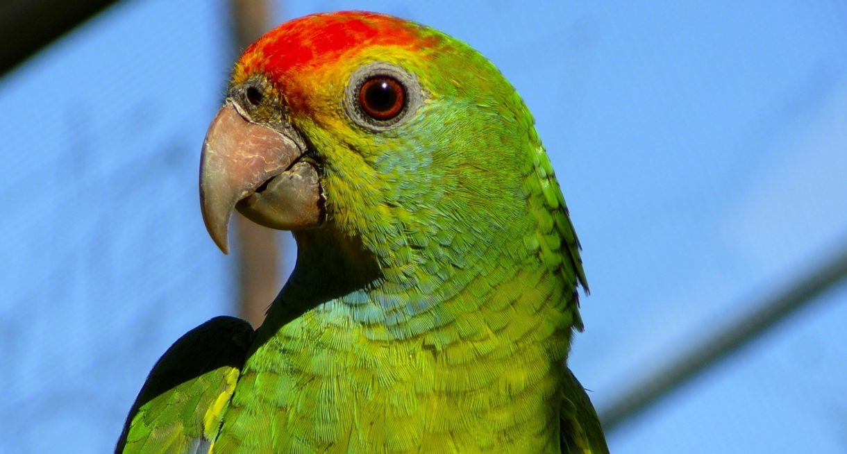 Loro