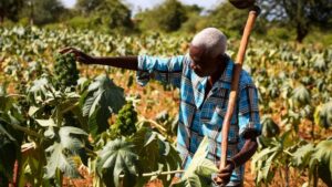 Agricultor/ IMAGEN ILUSTRATIVA