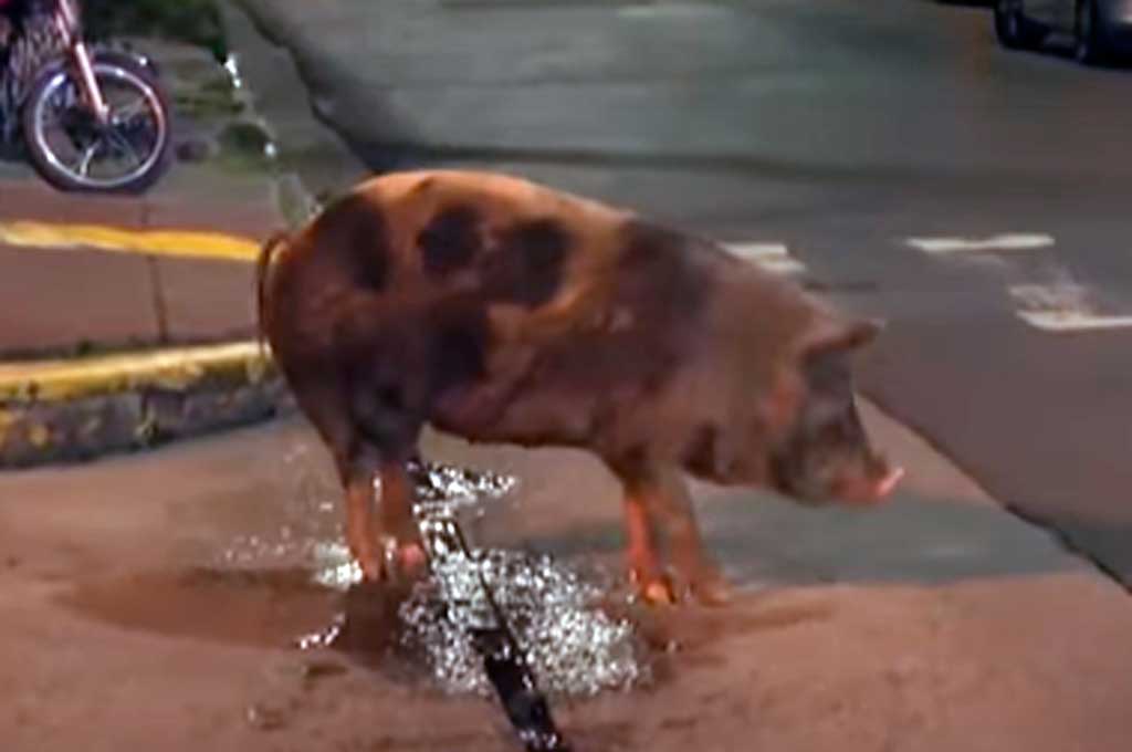 chancho
