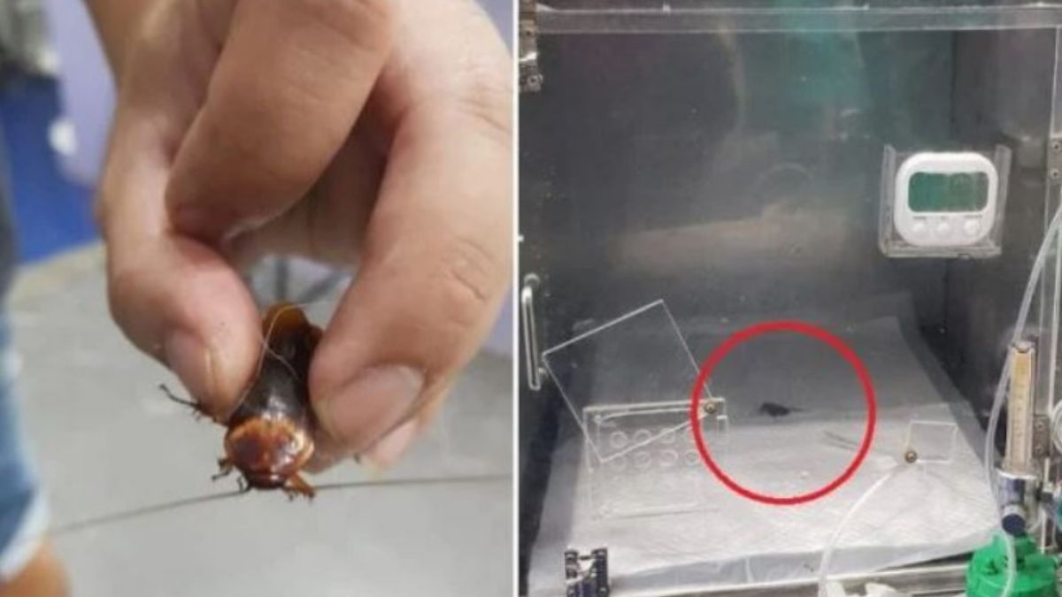 cucaracha