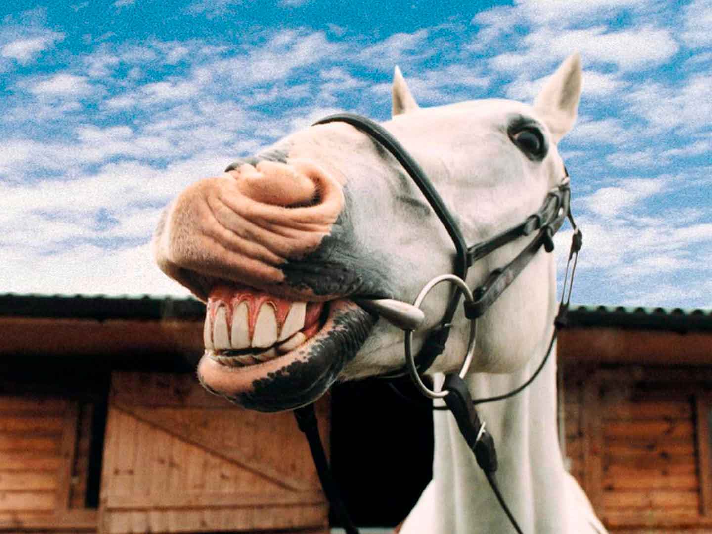 dentadura-de-caballo