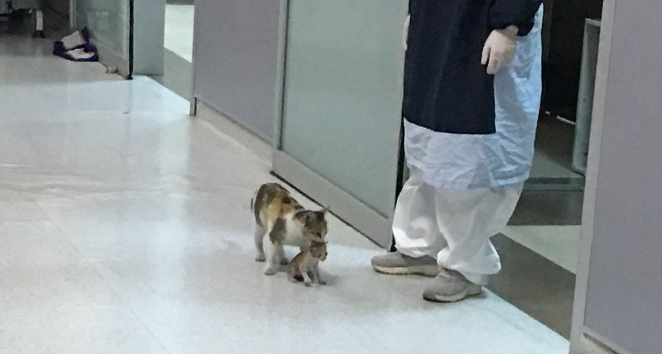 gata
