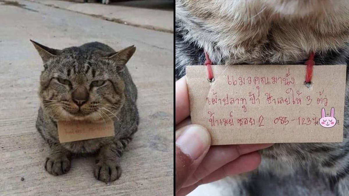 gato