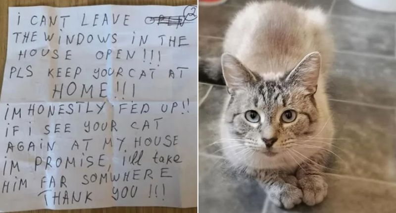 gato