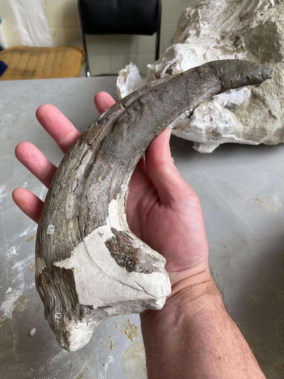 Una garra del pulgar de Joaquinraptor casali. Vivió hace 66 millones de años, poco antes de la extinción masiva de los dinosaurios (Matt Lamanna)/INFOBAE