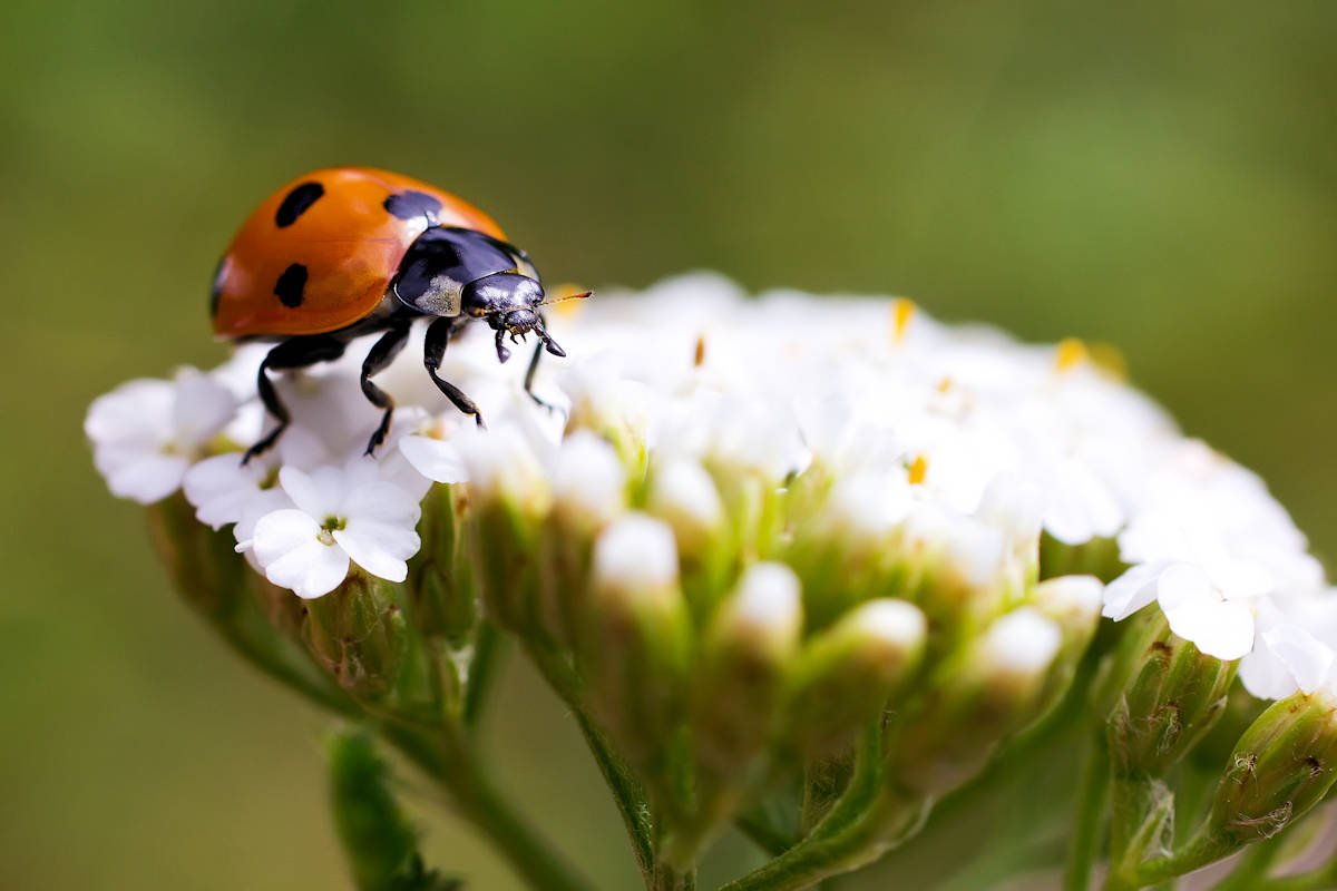 mariquita