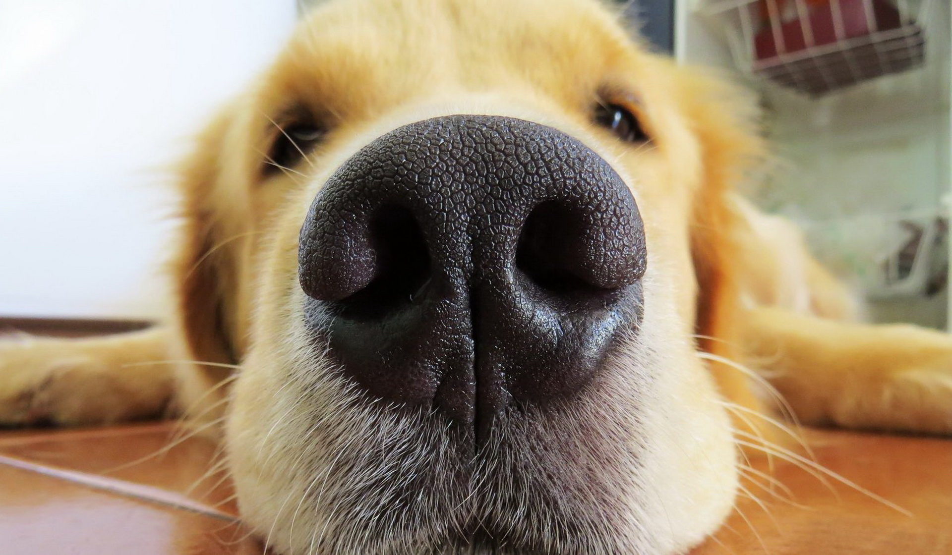perro