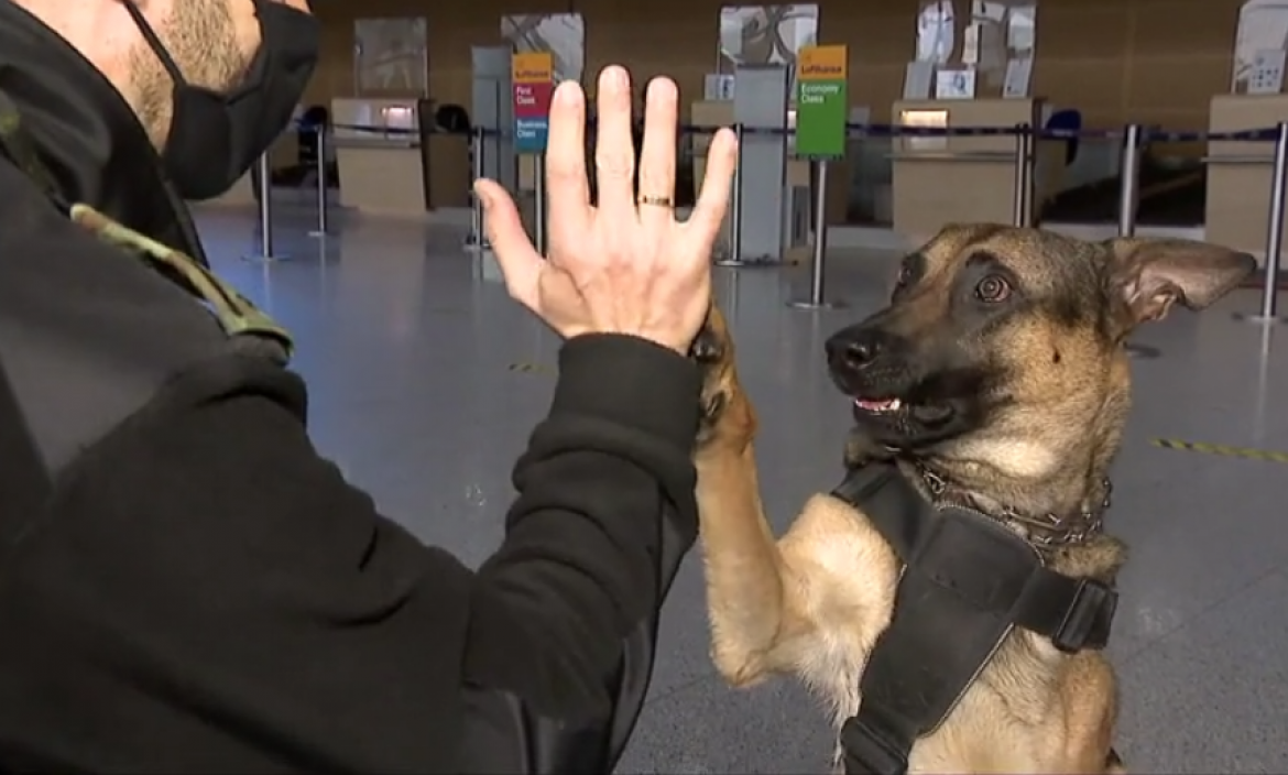 perro policia