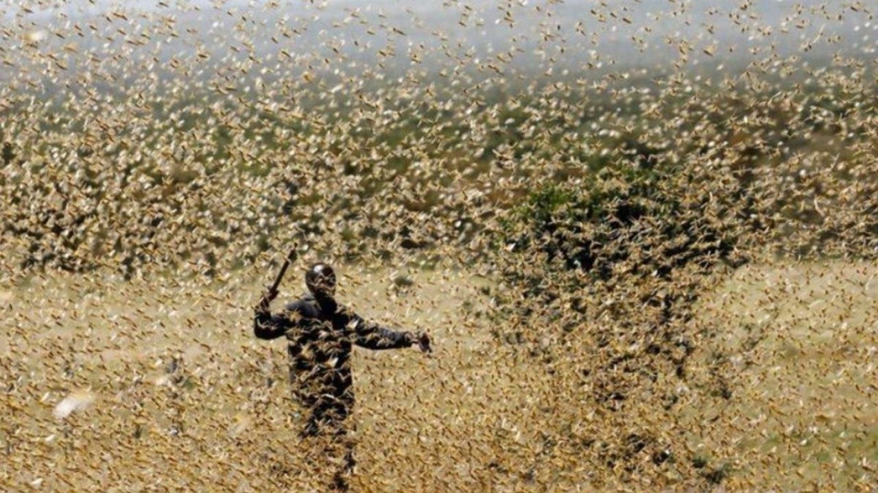 plaga-de-langostas