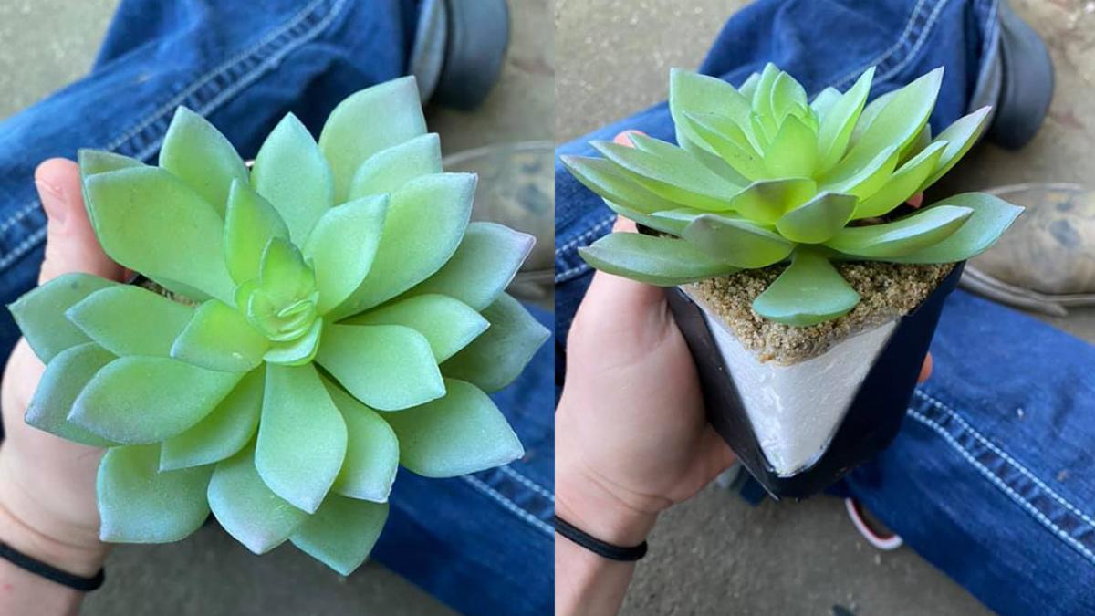 planta