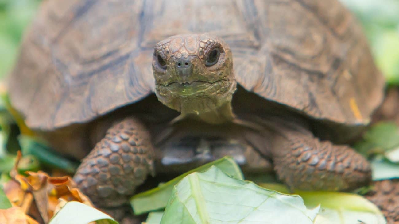 tortuga-normal