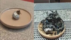 Venom  ¿Real?